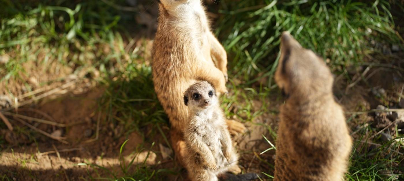 Köln: Erdmännchen-Nachwuchs in Kölner Zoo