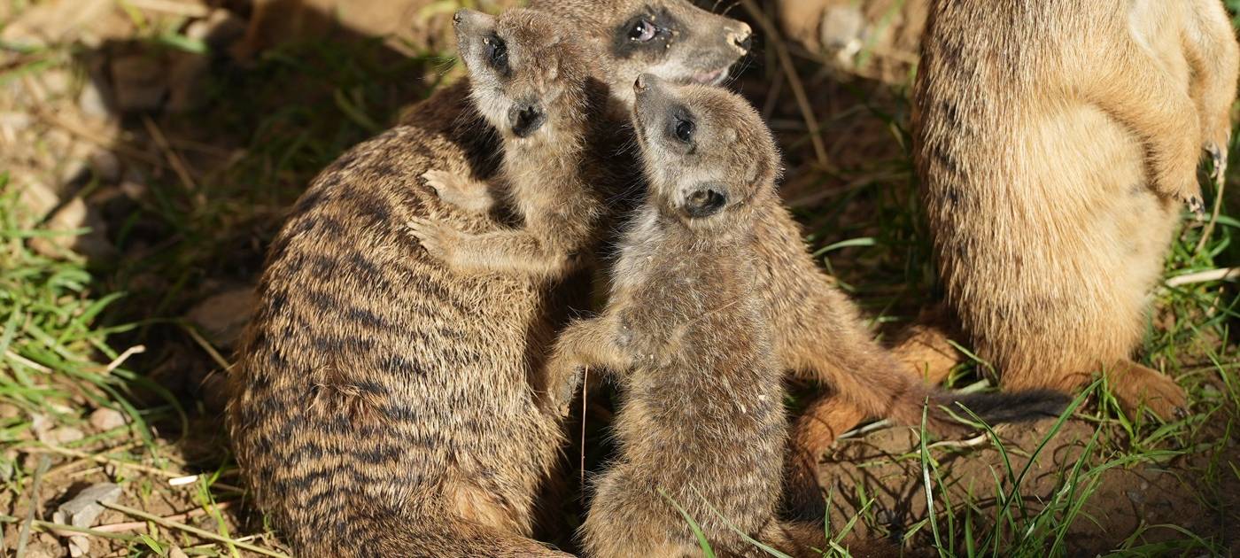 Köln: Erdmännchen-Nachwuchs in Kölner Zoo