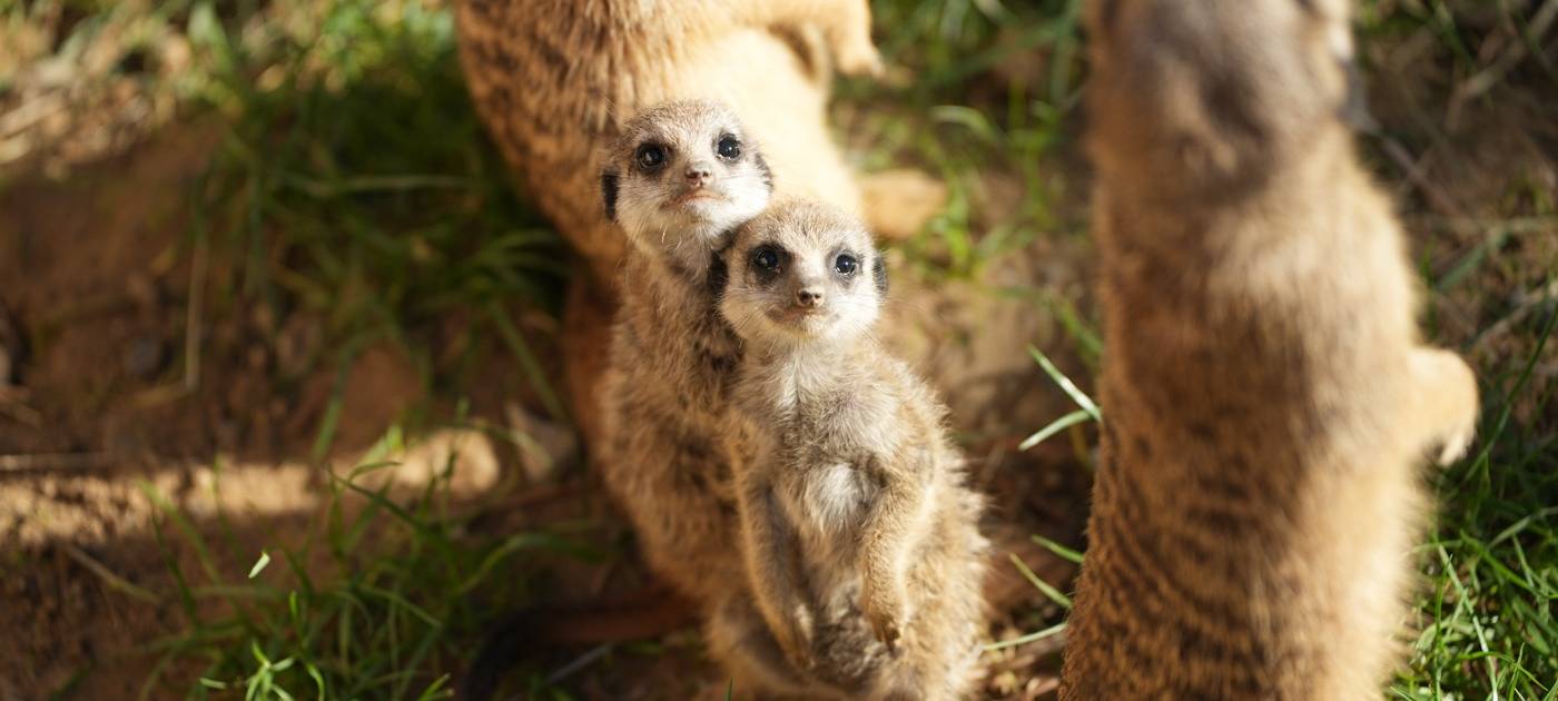 Köln: Klimaschutz im ganzen Zoo