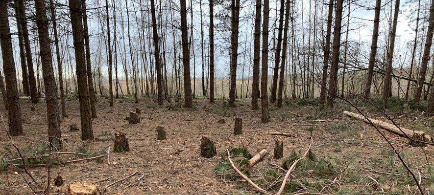 Keine Ruhe im Hambacher Forst
