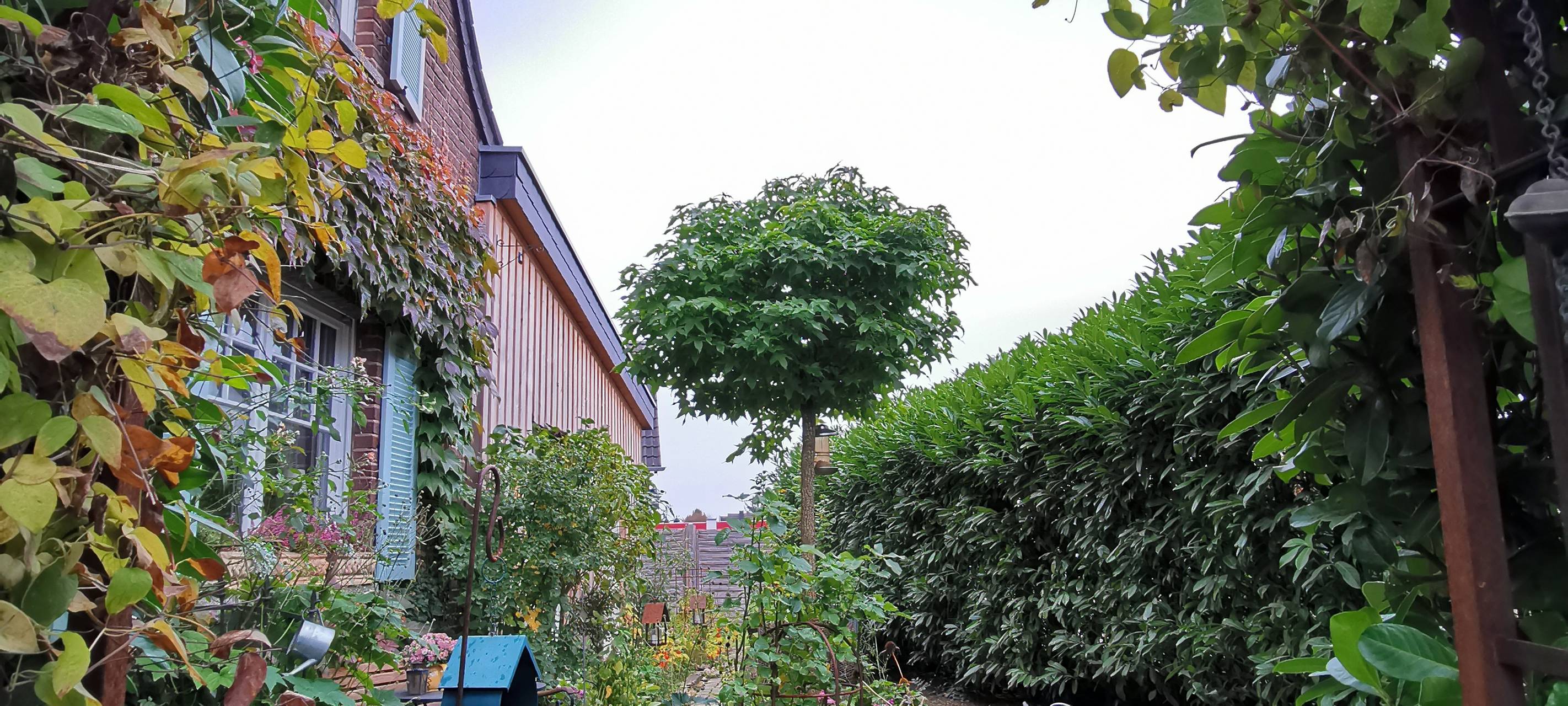 Kerpen: Schönster Vorgarten in Brüggen