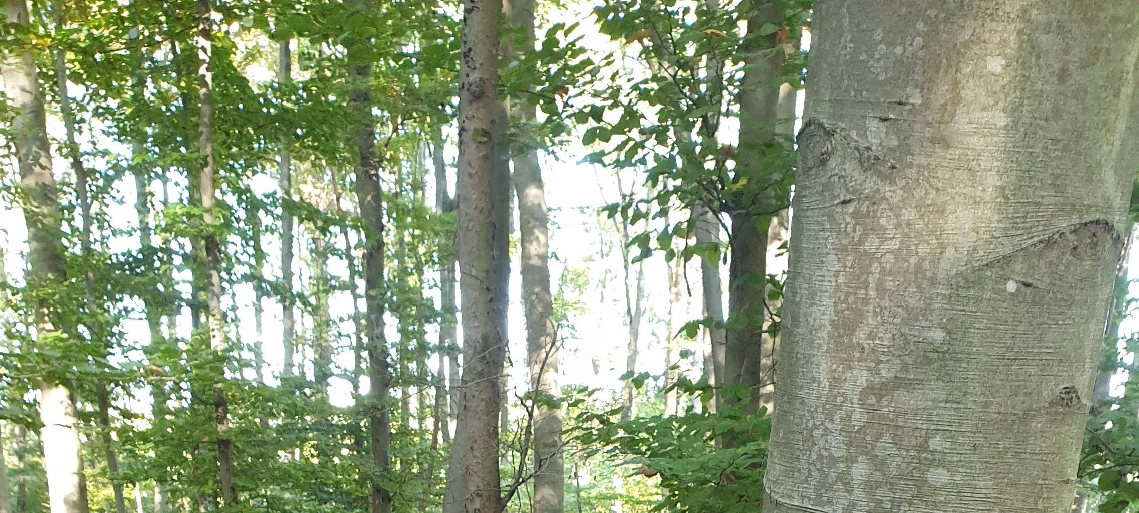 Frechen/Kerpen: Waldmobil zeigt Kindern den Königsdorfer Wald