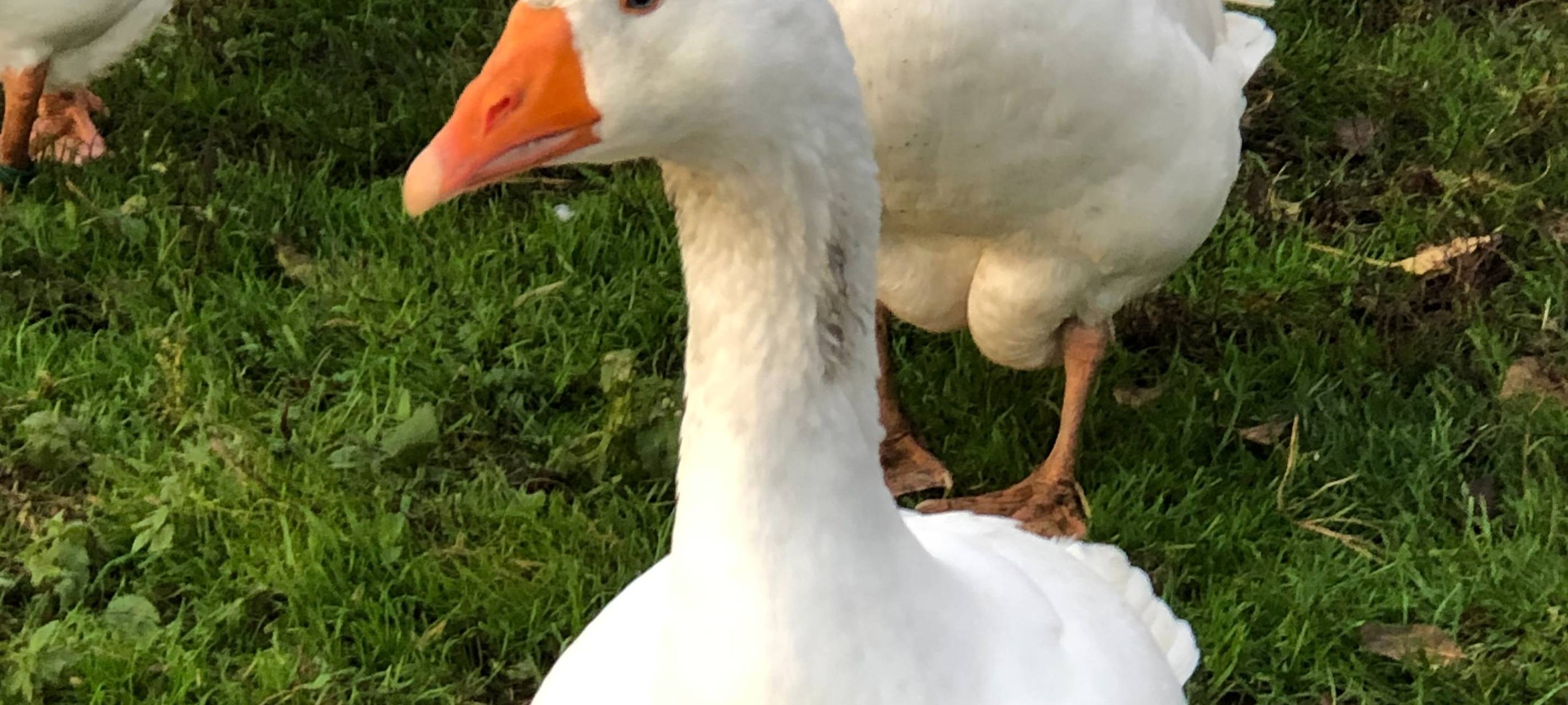 Vogelgrippe-Maßnahmen auch in Köln