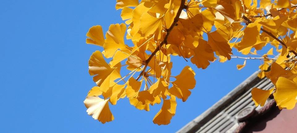 Wesseling: Ginkgos müssen wegen Gestank gefällt werden