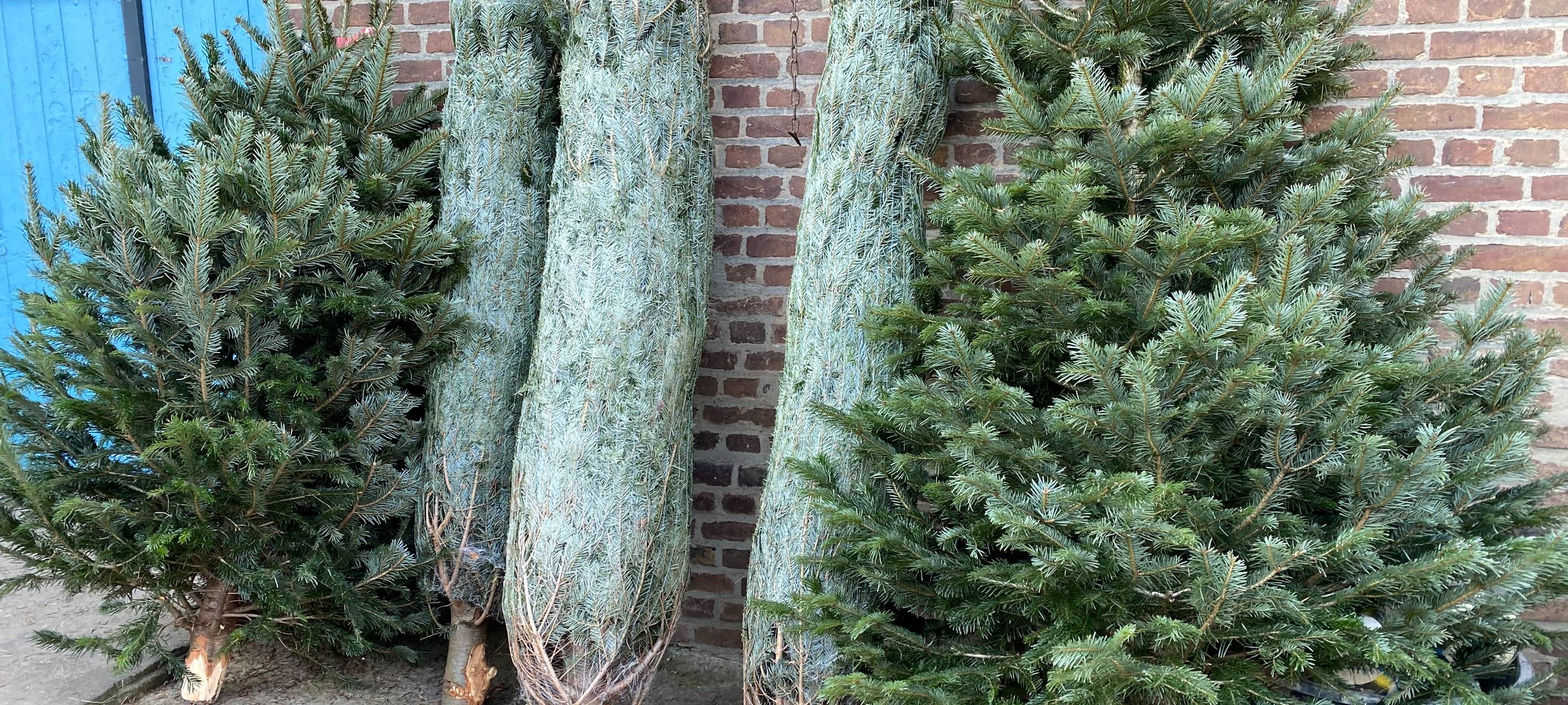 Bergheim: Weihnachten mit oder ohne Baum?