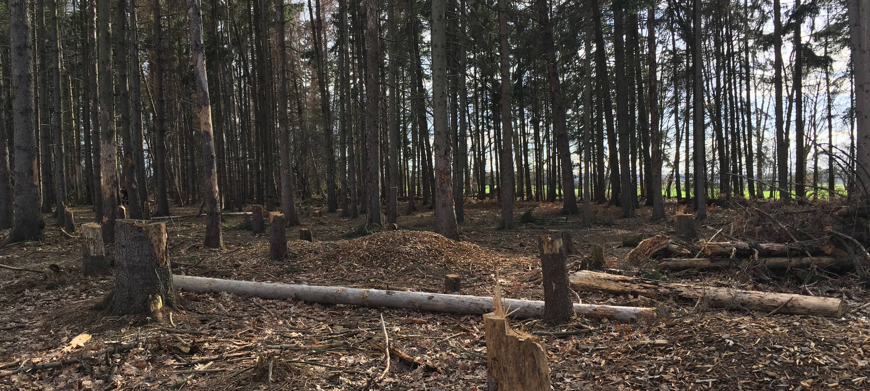 Aktivisten fällten wohl doch gesunde Bäume