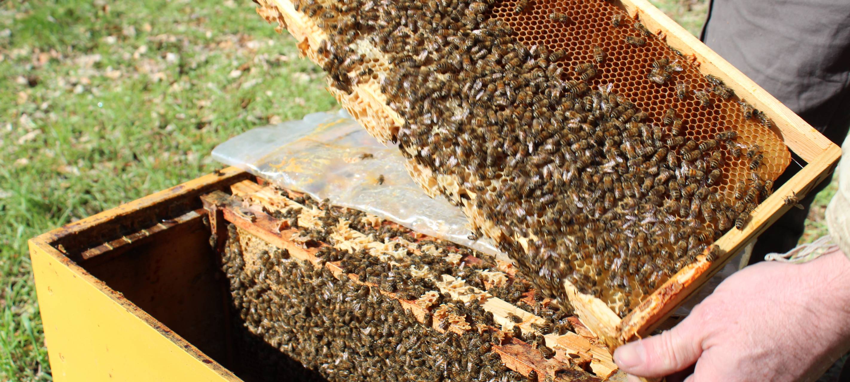 Imker rüsten gegen Bienen-Diebe auf