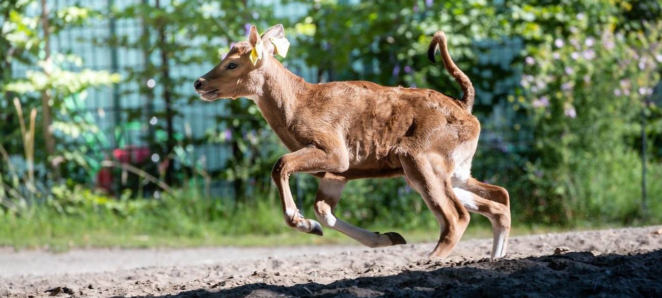 Köln: Banteng-Nachwuchs im Zoo