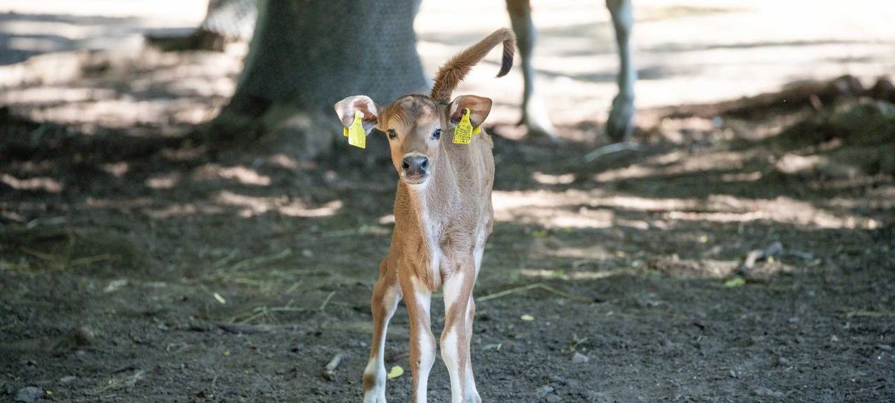 Köln: Banteng-Nachwuchs im Zoo
