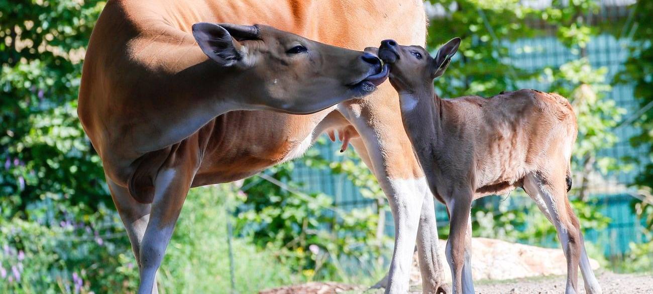 Köln: Banteng-Nachwuchs im Zoo
