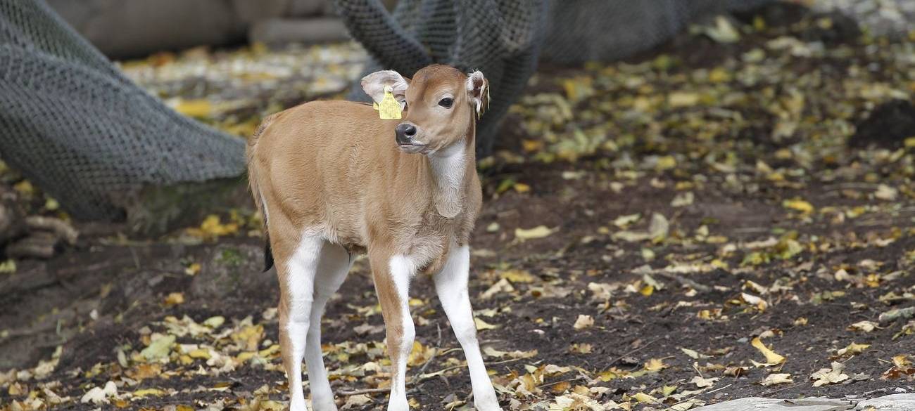 Köln: Banteng-Nachwuchs im Zoo