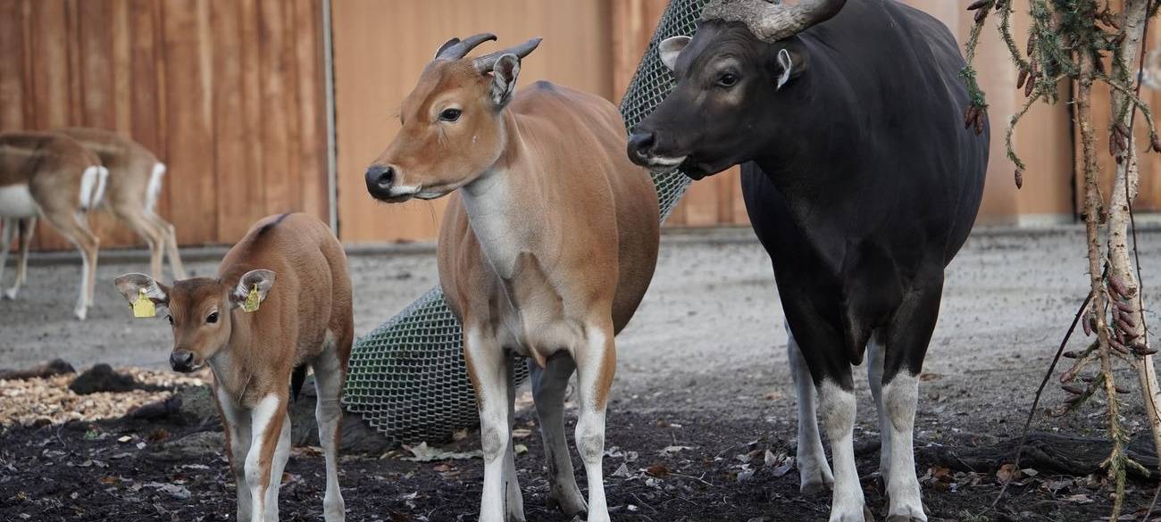Köln: Banteng-Nachwuchs im Zoo