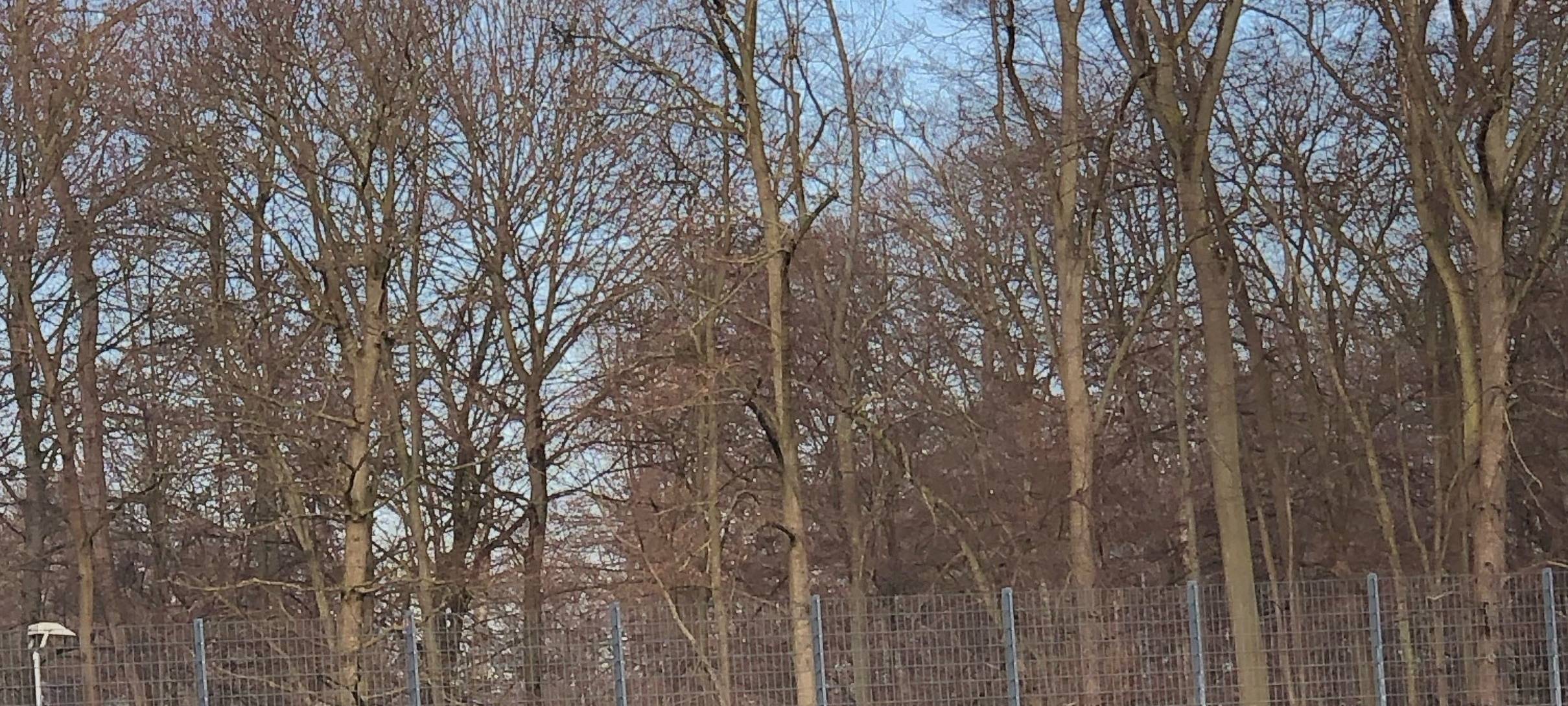 Köln: Nach Aus beim FC - Baumgart gibt Interview