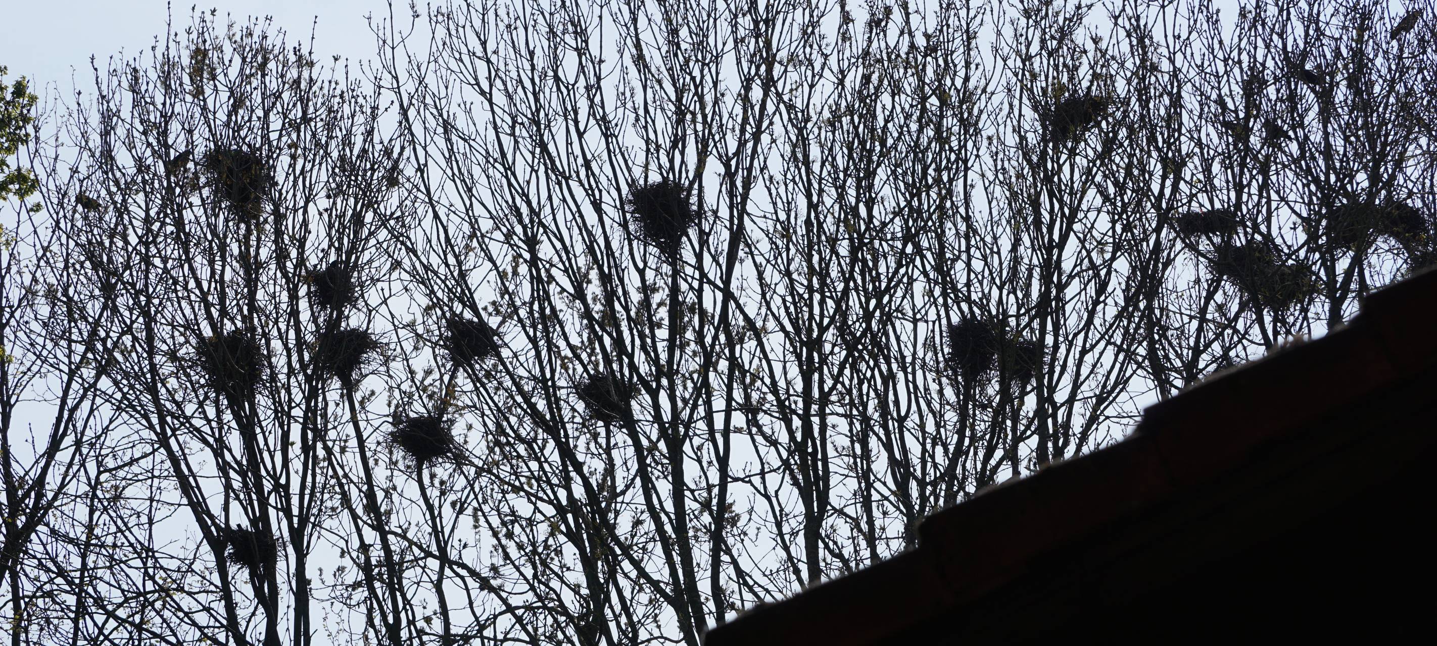 Nester von Krähen in Pulheim sind weg