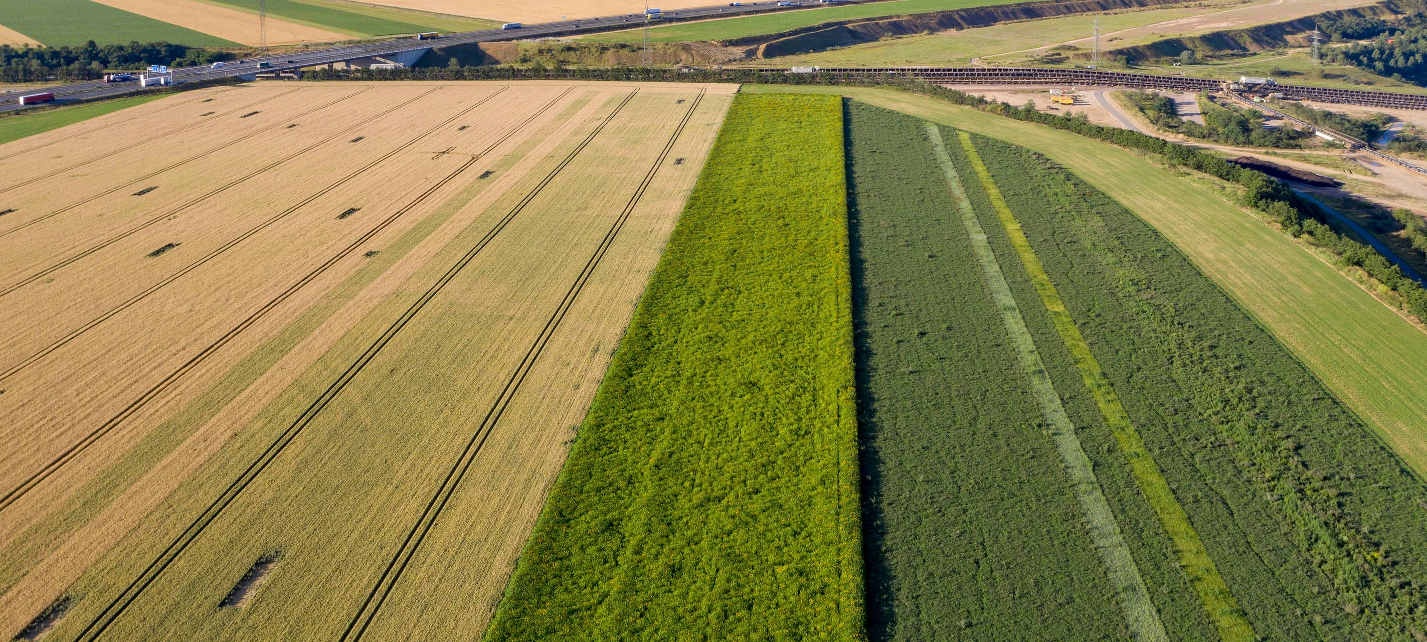 Tagebau Hambach: Pflanzenforscher starten Projekt
