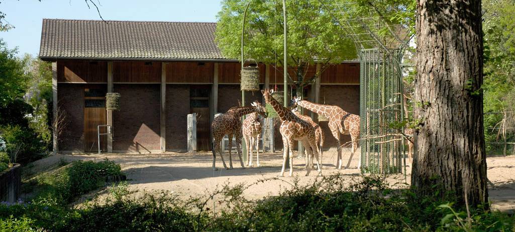 Blick in die neue Kölner Giraffen-Anlage