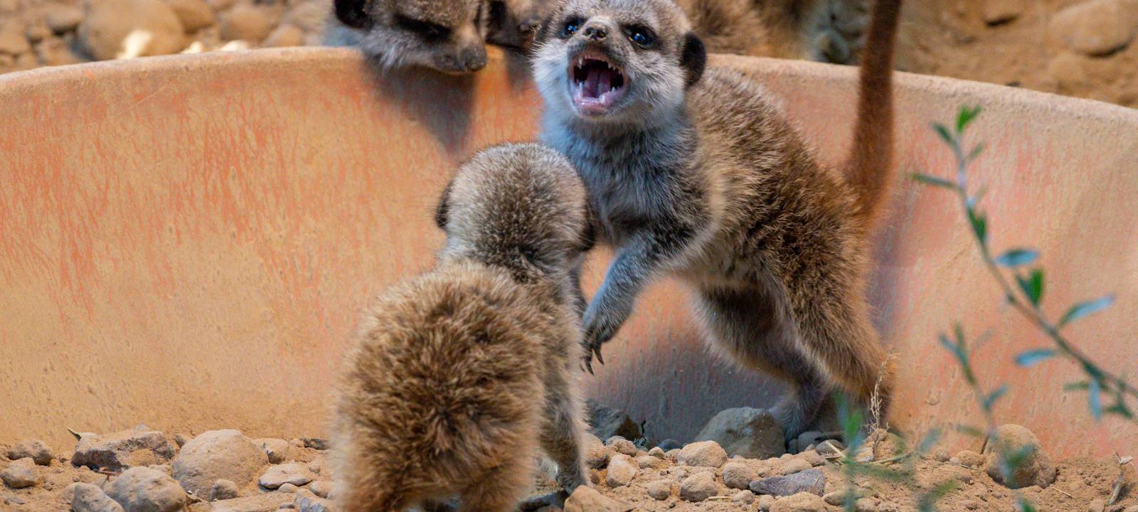 Köln: Nachwuchs bei den Erdmännchen