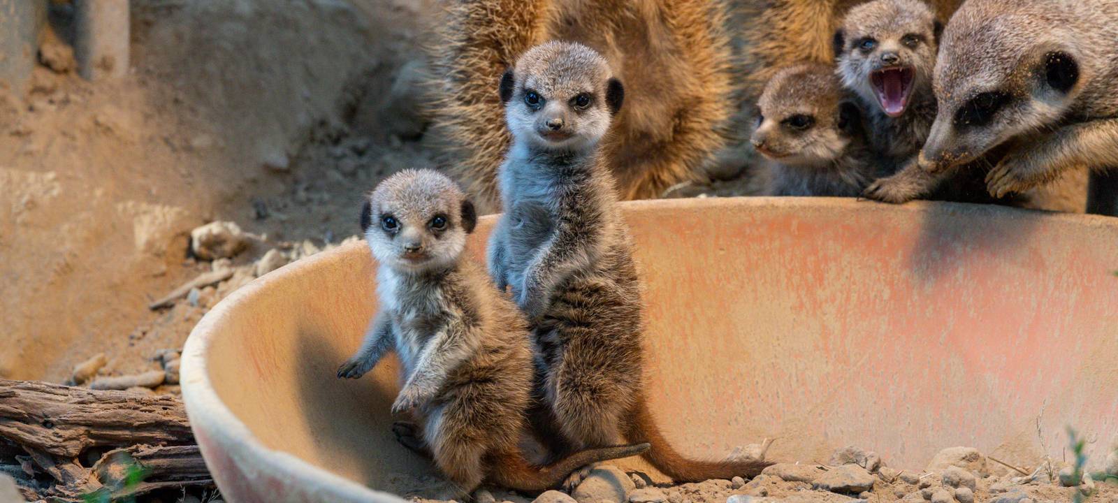 Köln: Nachwuchs bei den Erdmännchen
