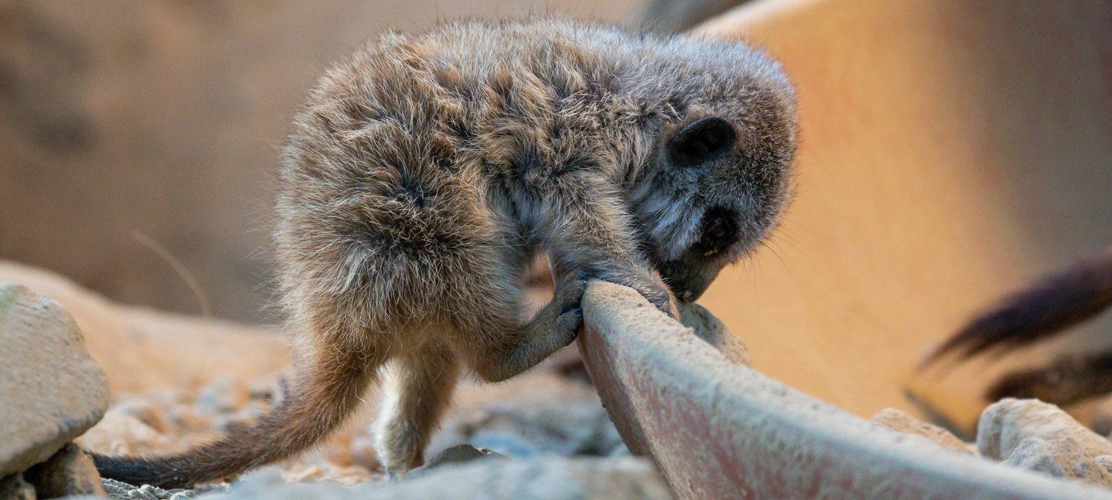 Köln: Nachwuchs bei den Erdmännchen
