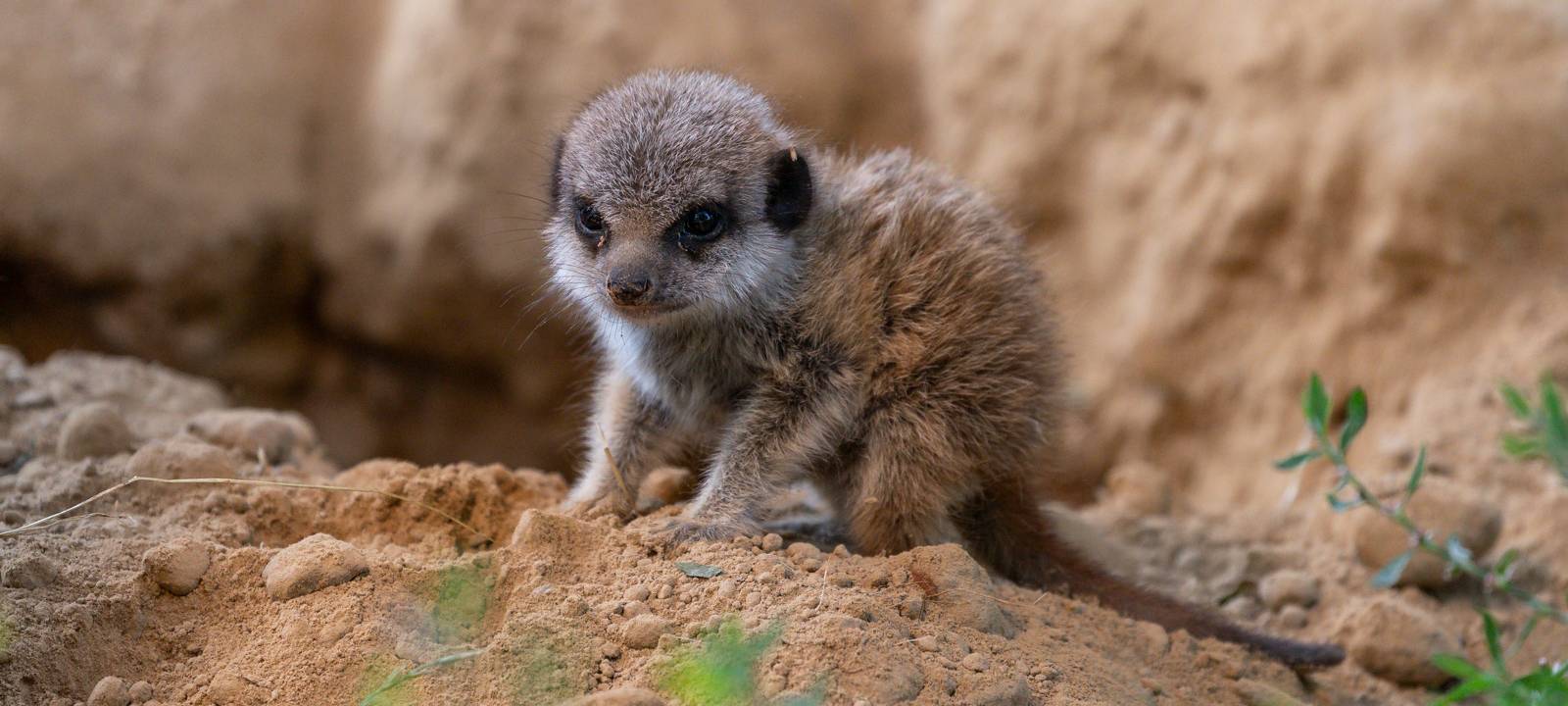 Köln: Nachwuchs bei den Erdmännchen
