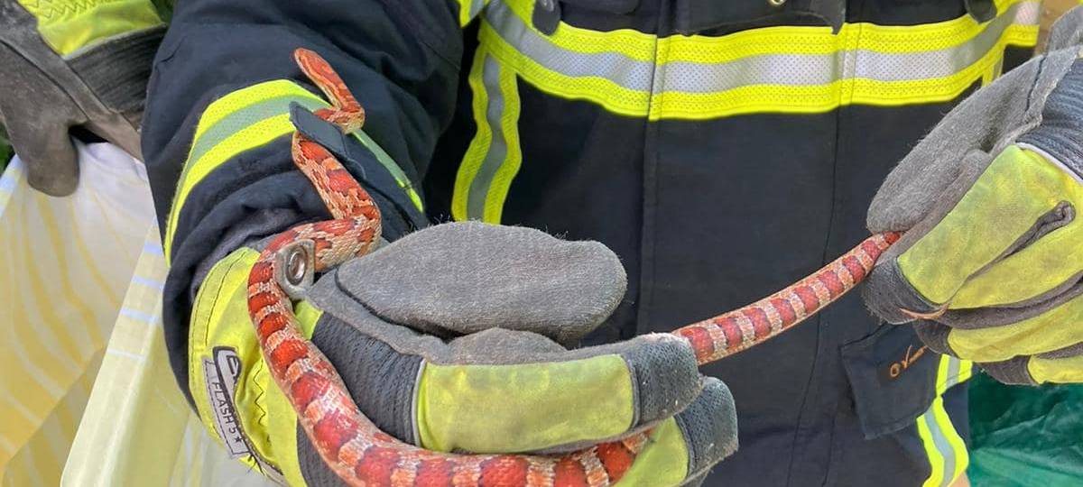 Erftstadt: Feuerwehr fängt "Nathalie" ein