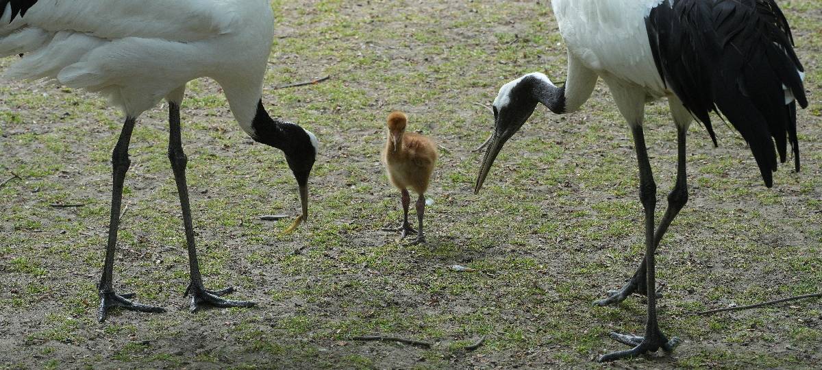 Köln: Schneekraniche geschlüpft