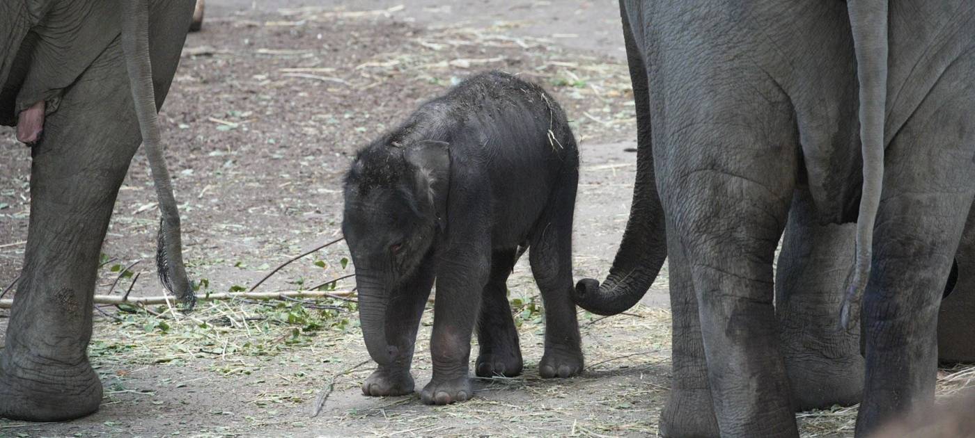 Köln: Baby-Elefant ist ein Mädchen