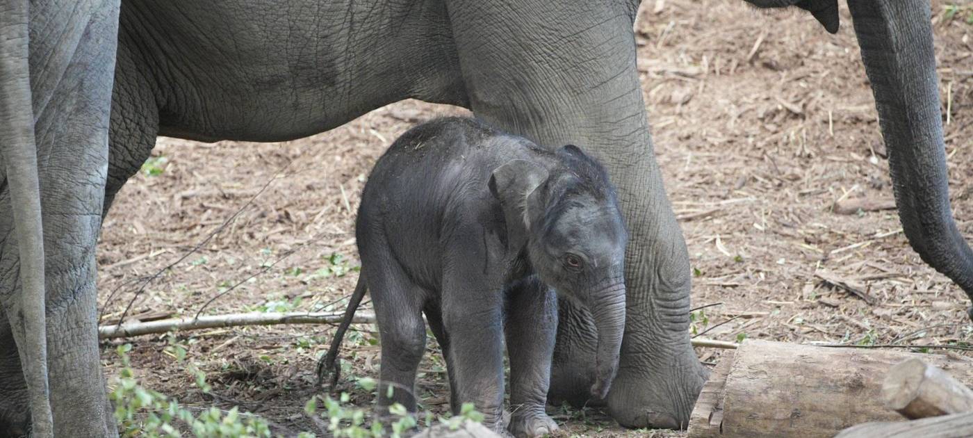 Köln: Elefantenbaby im Zoo geboren