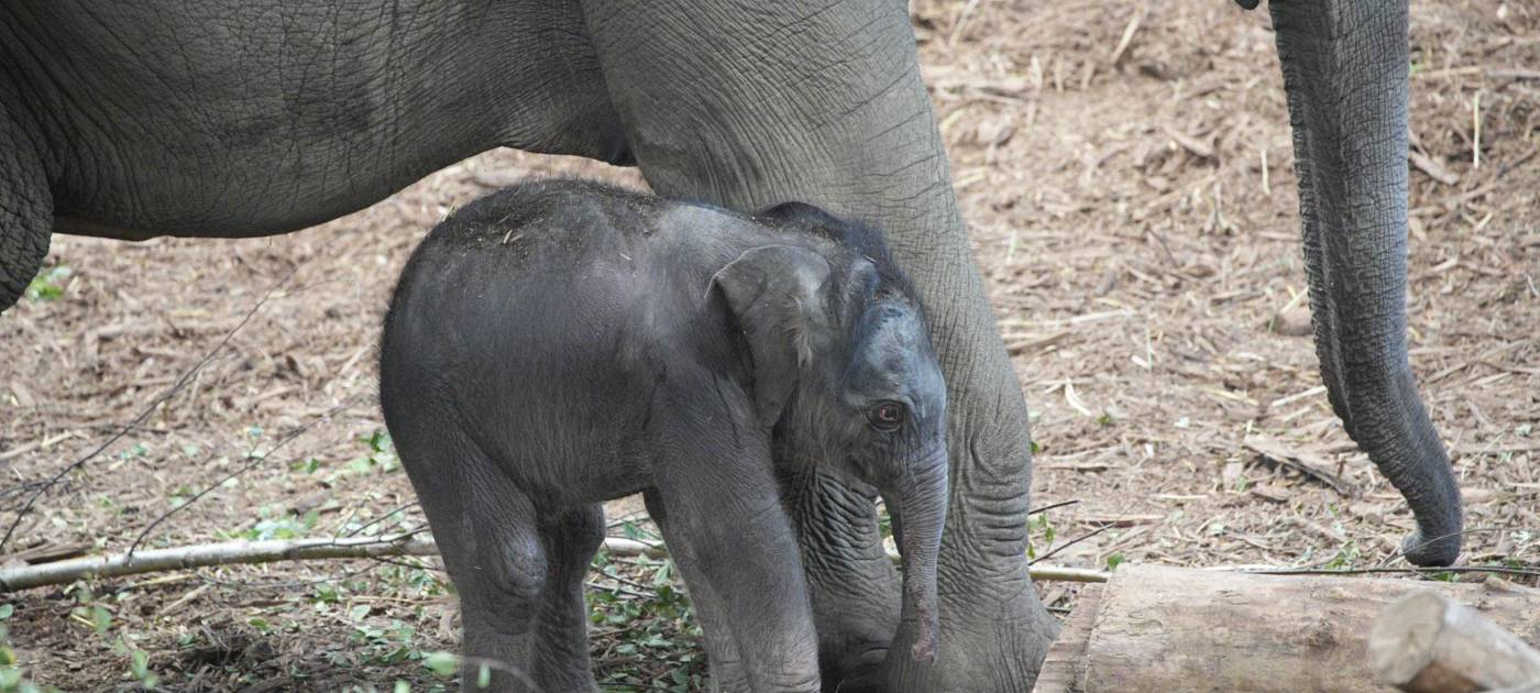 Köln: Elefantenbaby im Zoo geboren