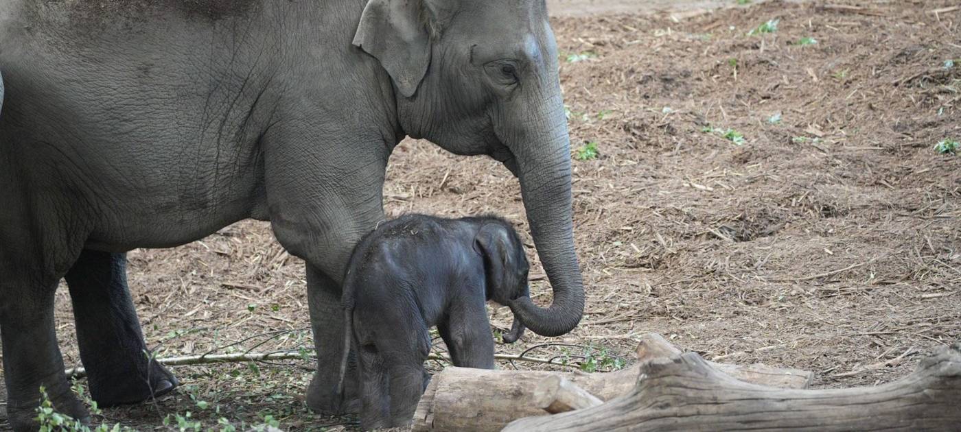 Köln: Elefantenbaby im Zoo geboren