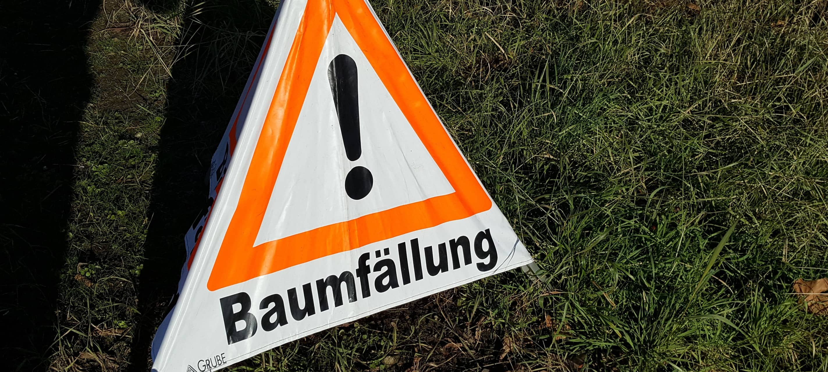 Kerpen: Kranke Bäume im Stadtgebiet werden gefällt