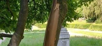 Köln: 30 Jahrer alter Baum in Mülheim massiv beschädigt
