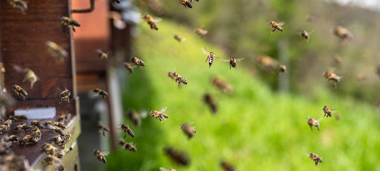 Brühl: Bienen nicht mit bösartiger Faulbrut infiziert