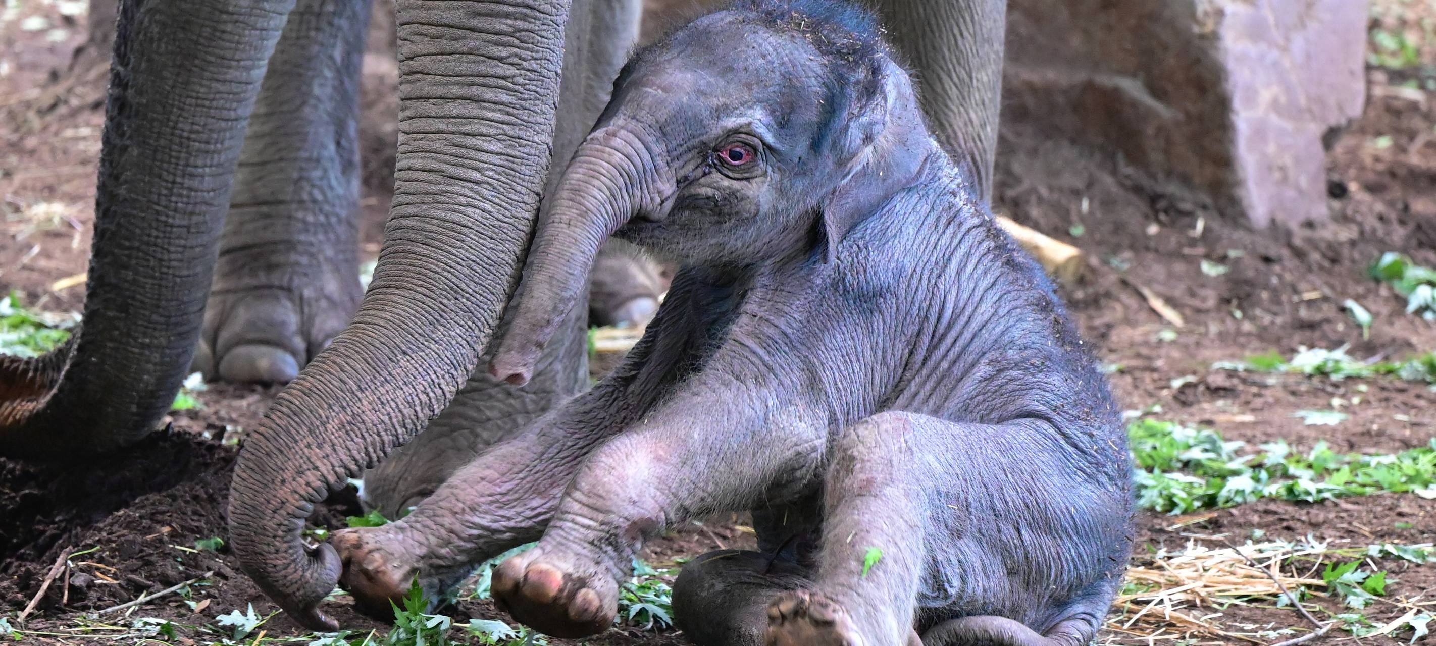 Köln: Kleine Elefantenkuh hat einen Namen