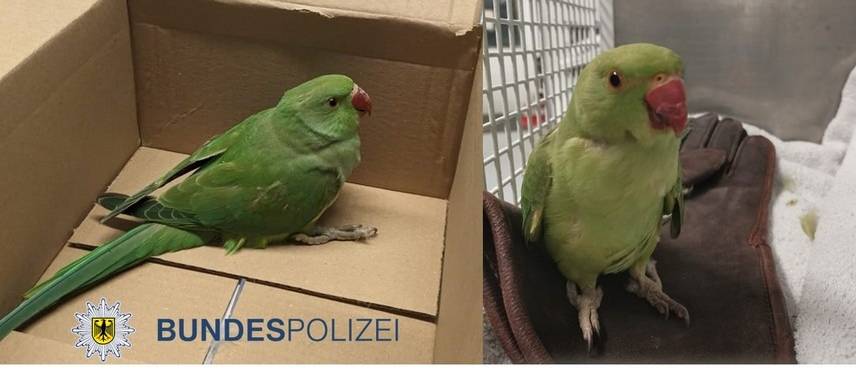 Köln: Zwei Tage, zwei Tierrettungen