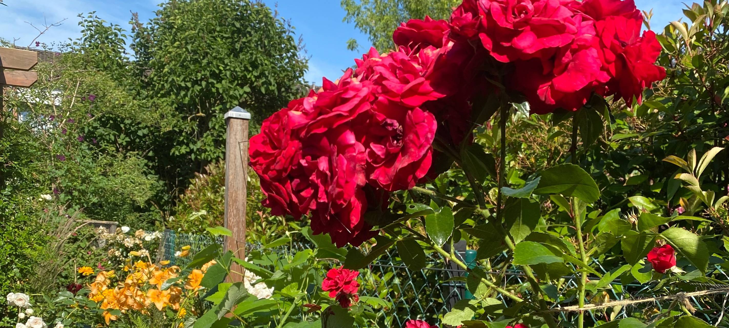 Offene Gartenpforte auch im Rhein-Erft-Kreis