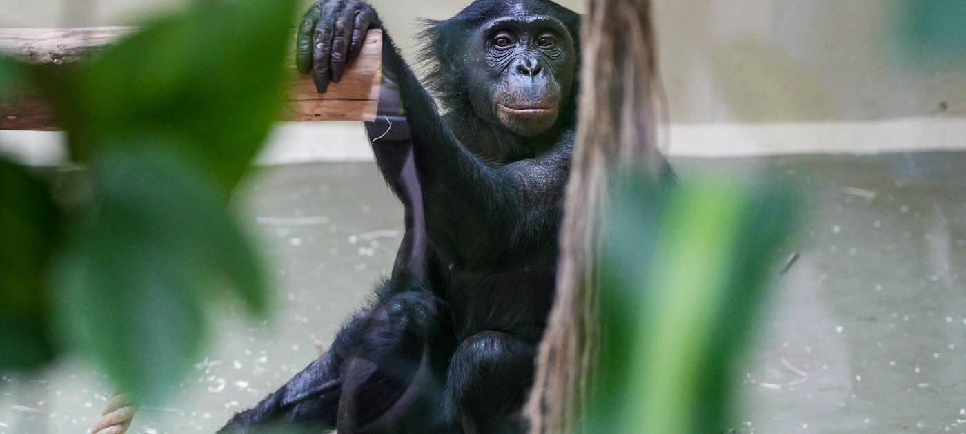 Köln: Neues Bonobo-Weibchen in Zoo