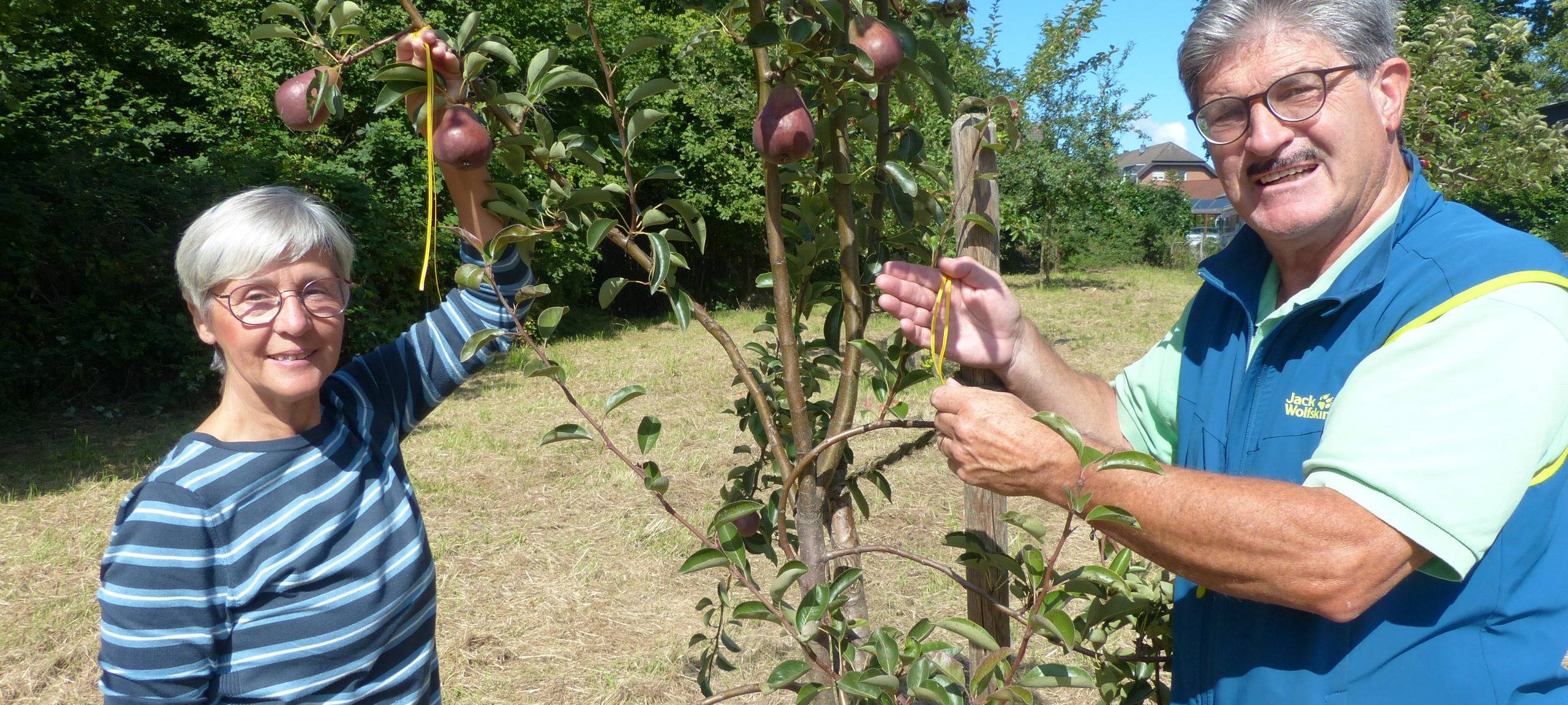 Rhein-Erft: Gelbe Bändchen an Obstbäumen