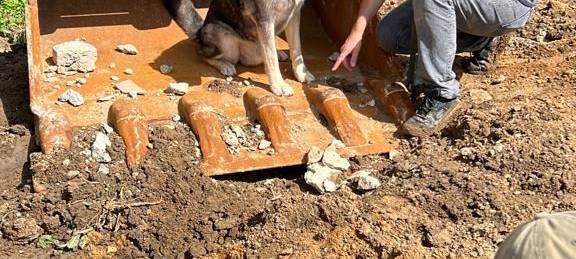 Bergheim: Hunde-Shooting im Tierheim