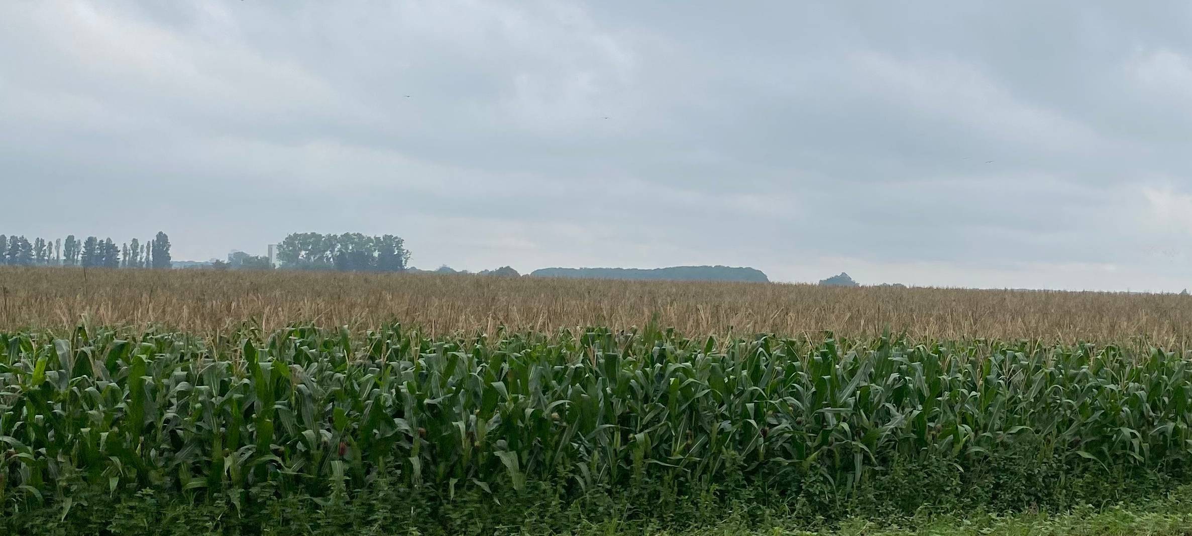 Verfolgungsjagd endet in Bergheimer Maisfeld