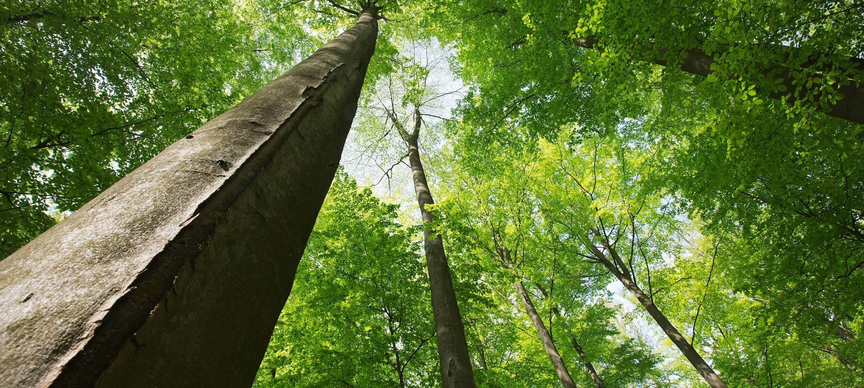 Brühl: Baumfällungen zur Waldpflege am Heider Bergsee