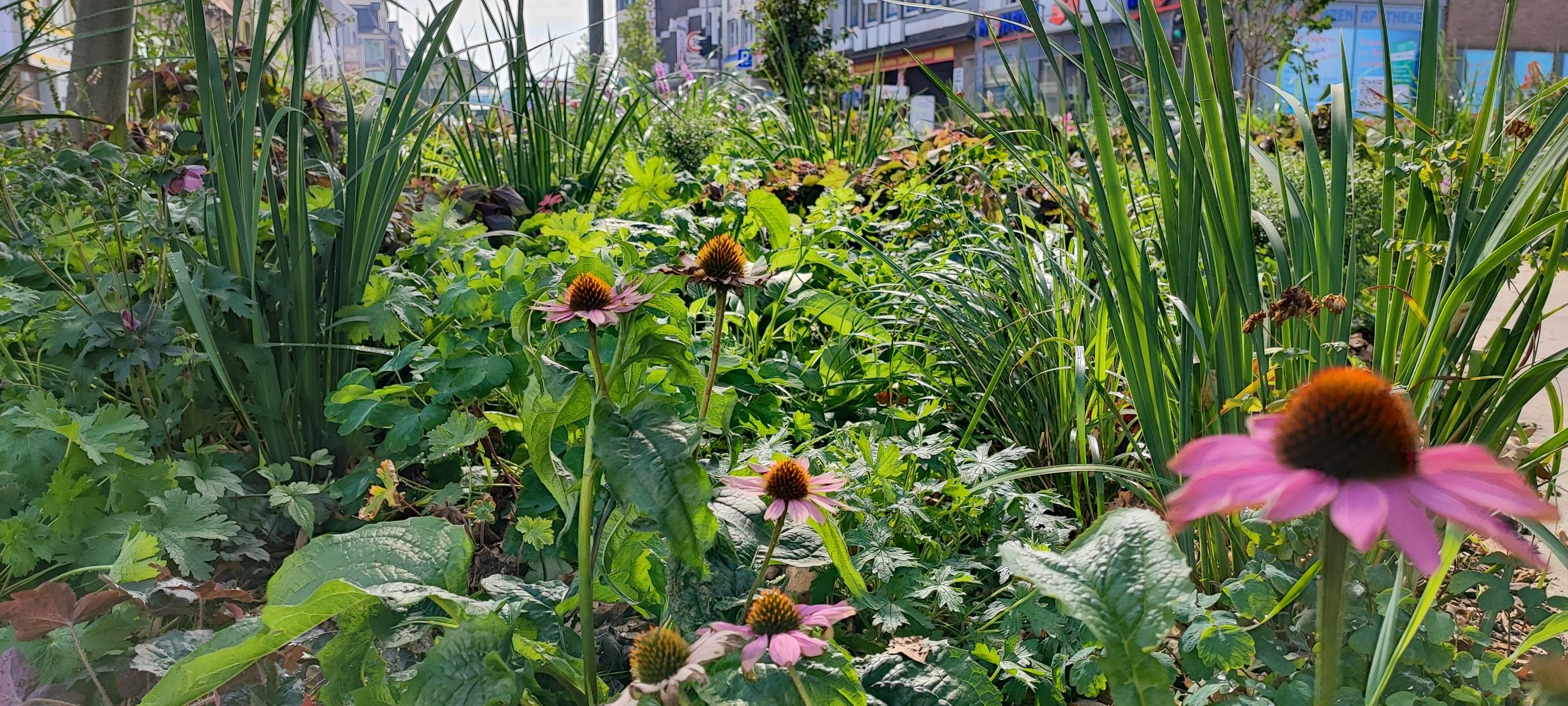 Bergheim: Mehr Futter für Insekten