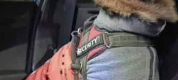 Kerpen: Vermisster Schäferhund gesucht