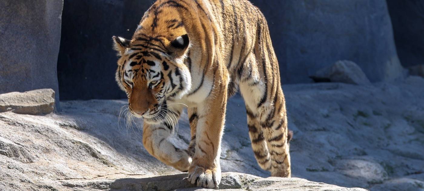 Köln: Neue Tigerdame im Zoo