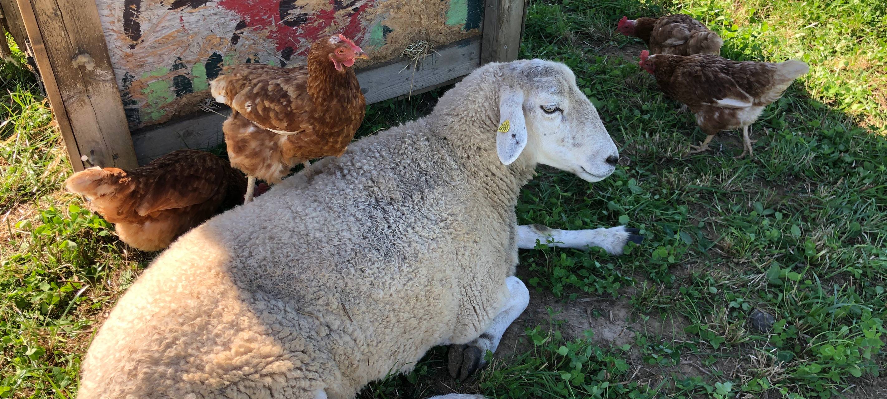 Kerpen: Hoffest auf dem Gut Onnau bei den BioWochen NRW