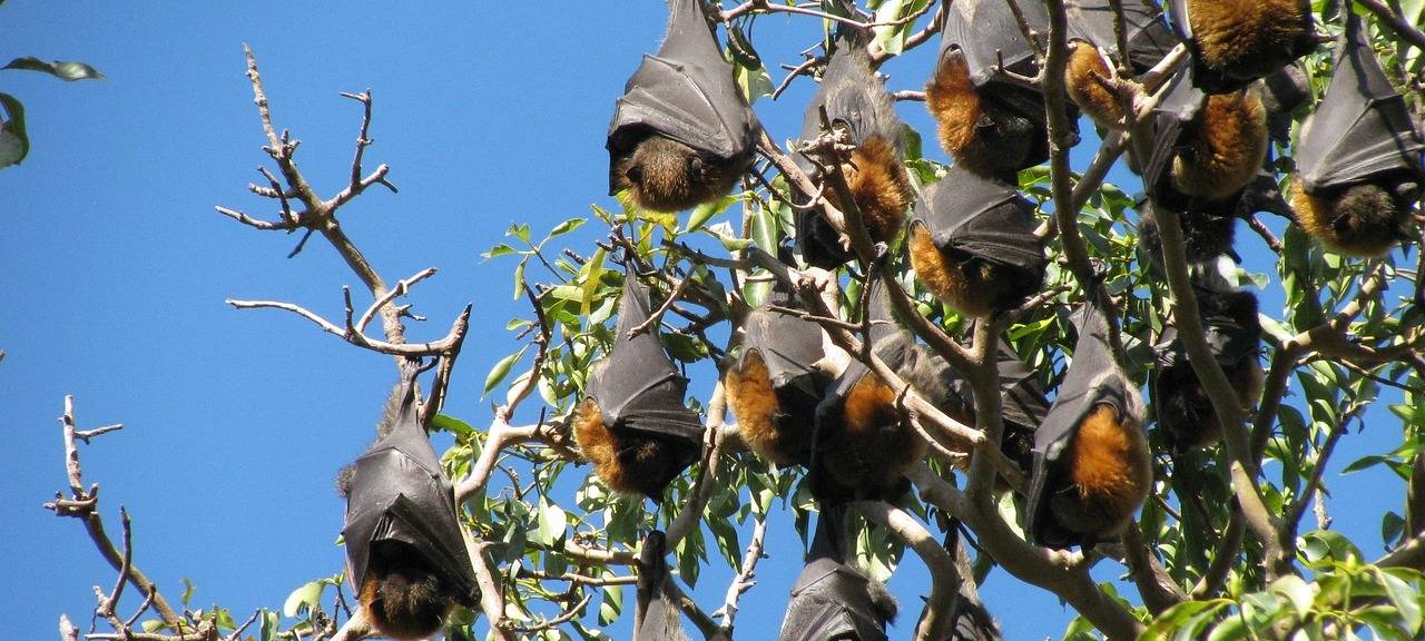 Rhein-Erft: Fledermäuse haben es schwer