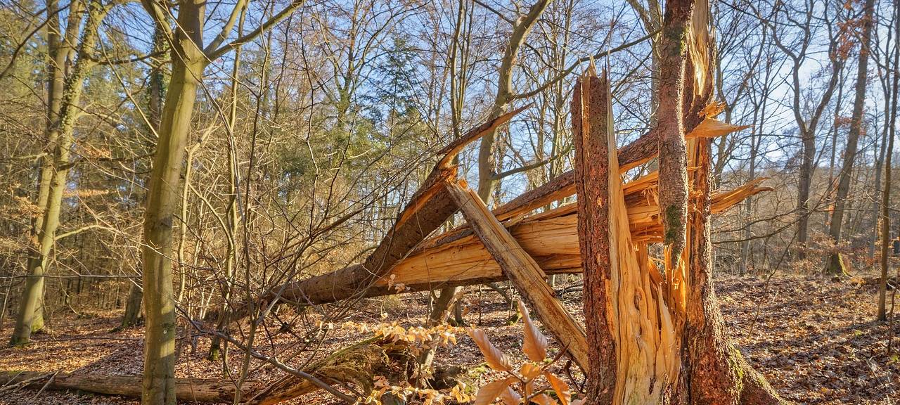 Sturmtief im Rheinland: Schäden und Feuerwehreinsätze