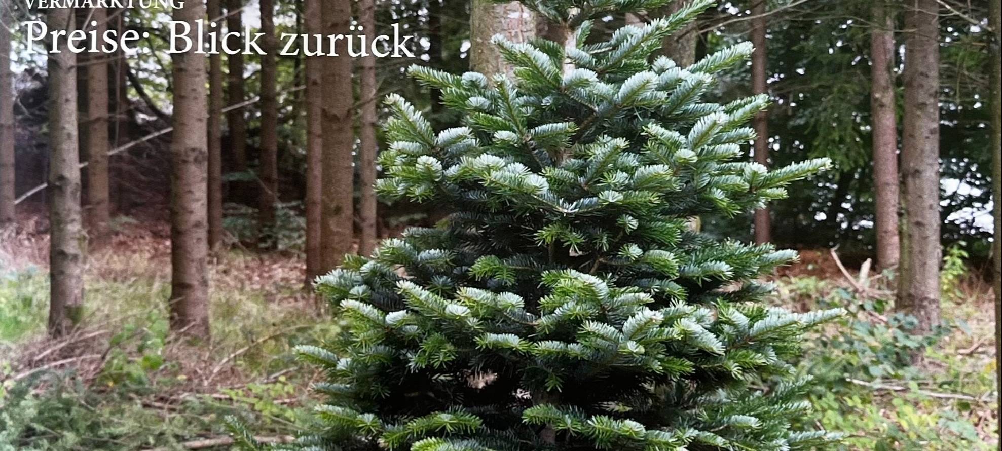 Bedburg: Das Nadel-Journal als Fachmagazin für Weihnachtsbäume