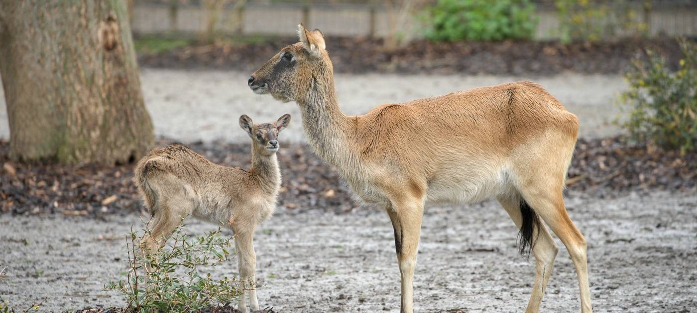Köln: Seltene Weißnacken-Moorantilope geboren
