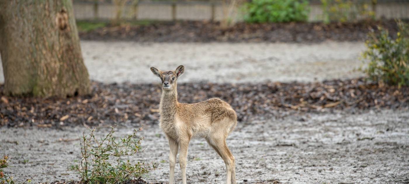 Köln: Seltene Weißnacken-Moorantilope geboren
